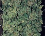 Buy Jamaican Pearl