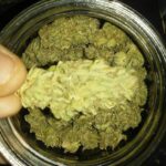 Mango cannabis Strain
